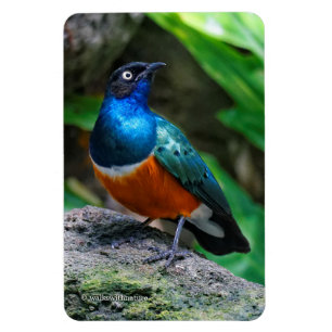 Een Stunning Afrikaanse Prachtspreeuw Zangvogel Magneet