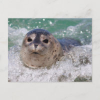 Een surfen op een baby-zeehond