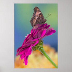 Een Swallowtail Butterfly Papilio Multicaudatus Poster
