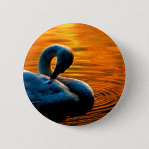 Een Swan die een laatste minuut zwom op zonsonderg Ronde Button 5,7 Cm