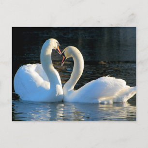 Een Swan Heart Kiss, Reflections of Love Briefkaart
