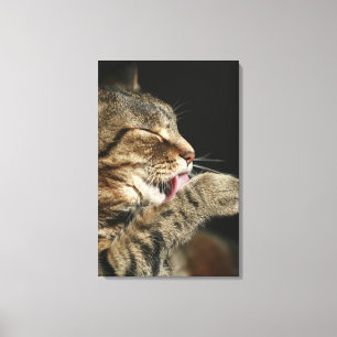 Een tabby kat die zijn poot likt. canvas afdruk