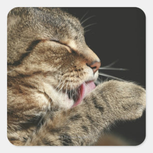 Een tabby kat die zijn poot likt. vierkante sticker