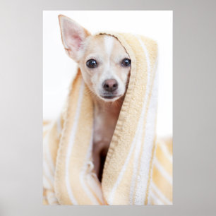 Een Tan en White Chihuahua zitten onder een handdo Poster