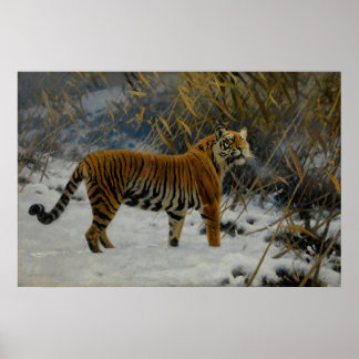 Een tijger die door Hugo Ungewitter in de sneeuw w Poster