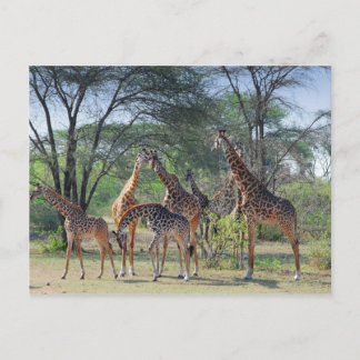 Een toren van Giraffes Briefkaart