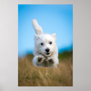 Een toverkorting van de Terrier Puppy die van het  Poster