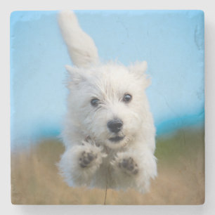 Een toverkorting van de Terrier Puppy die van het Stenen Onderzetter