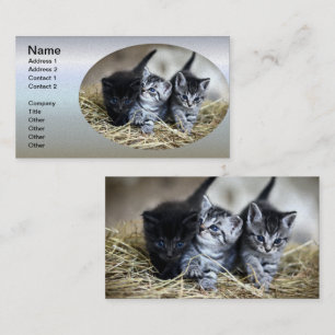 Een trio van Kittens samen nodig Visitekaartje