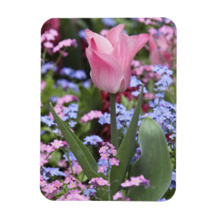 Een tulp bij Luxembourg Gardens, Parijs, Frankrijk Magneet