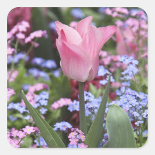 Een tulp bij Luxembourg Gardens, Parijs, Frankrijk Vierkante Sticker