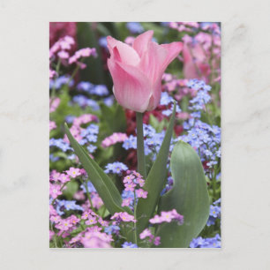 Een tulp bij Luxembourg Tuinen, Parijs, Frankrijk Briefkaart