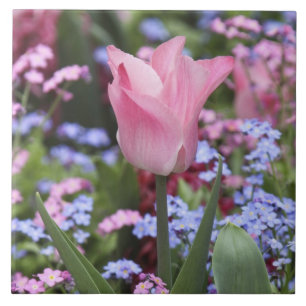 Een tulp bij Luxembourg Tuinen, Parijs, Frankrijk Tegeltje