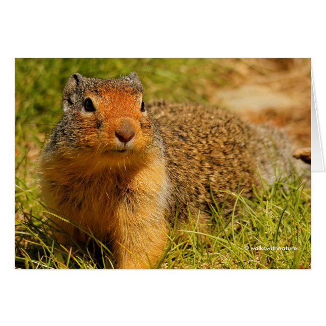 Een Twitchy-nosed Columbian Ground Squirrel (Voorkant Horizontaal)