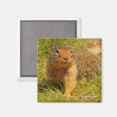 Een Twitchy-nosed Columbian Ground Squirrel Magneet (Voorkant / Achterkant)