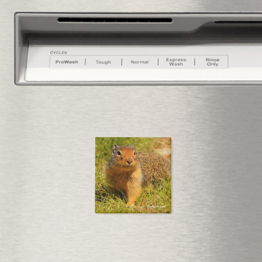 Een Twitchy-nosed Columbian Ground Squirrel Magneet (Insitu (Vaatwasser))