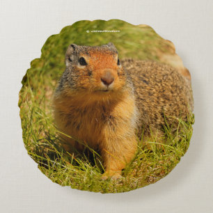 Een Twitchy-nosed Columbian Ground Squirrel Rond Kussen