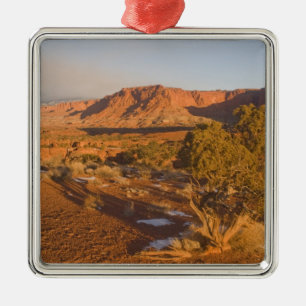 Een Utah-jeneverbes (Juniperus osteosperma) boom i Metalen Ornament