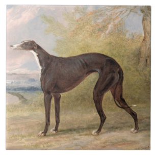 Een van George Lane Fox's winnende grayhounds: B Tegeltje