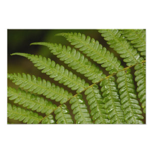 Een varendetail, uit Mindo Cloud Forest, Foto Afdruk