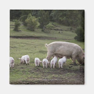 Een varken met biggen in een veld magneet