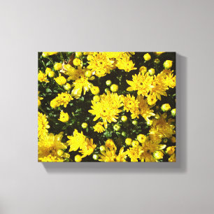 Een veelheid van gele mama's canvas afdruk