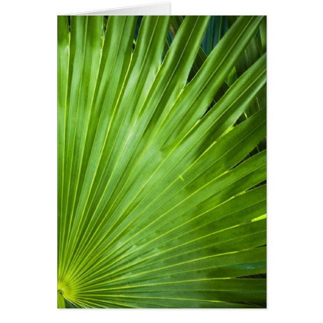 Een ventilator van groen (Voorkant)