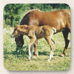 Een veulens en een paard in een weide. drankjes onderzetter