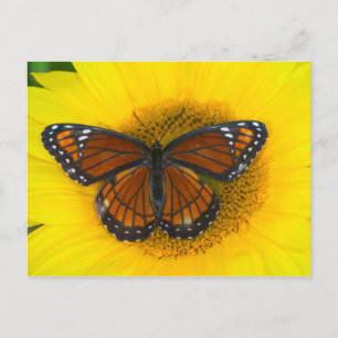 Een vicekoningvlinder Limenitis Archippus Briefkaart