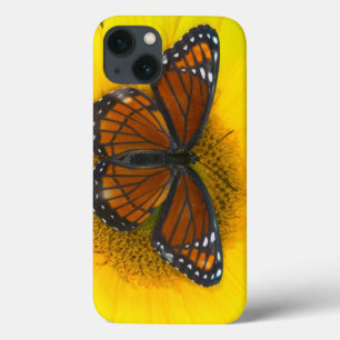 Een Viceroy Butterfly   Limenitis Archippus iPhone 13 Hoesje