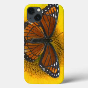 Een Viceroy Butterfly Limenitis Archippus iPhone 13 Hoesje