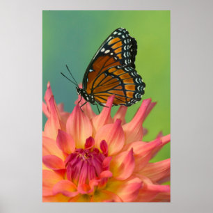 Een Viceroy Butterfly op een Zinnia Poster