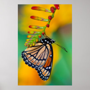 Een Viceroy Butterfly op Flowers Poster