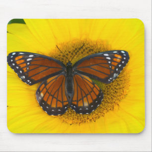Een Viceroy vlinder   Limenitis Archippus Muismat