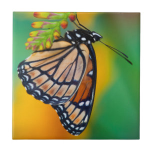 Een Viceroy-vlinder op Bloemen Tegeltje