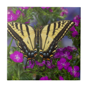 Een Viceroy-vlinder op donkerroze bloemen Tegeltje