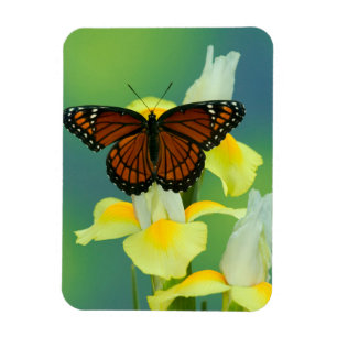 Een Viceroy-vlinder op een gele Japanse iris Magneet