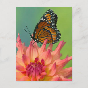Een Viceroy-vlinder op een Zinnia Briefkaart
