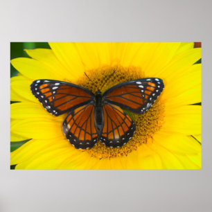Een Viceroyvlinder Limenitis Archippus Poster