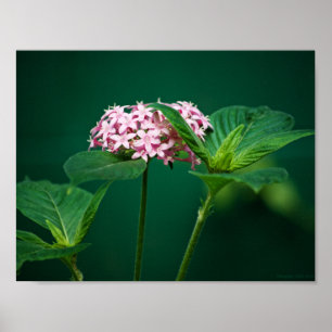 Een vleugje roze in de groene print