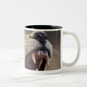 Een volwassen mannelijke leeuw (Panthera leo) in d Tweekleurige Koffiemok