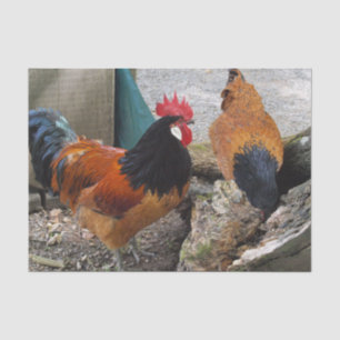 Een Vorwerks Chicken pair, Rooster en Hen Eating Tissuepapier