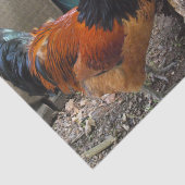 Een Vorwerks Chicken pair, Rooster en Hen Eating Tissuepapier (Detail)