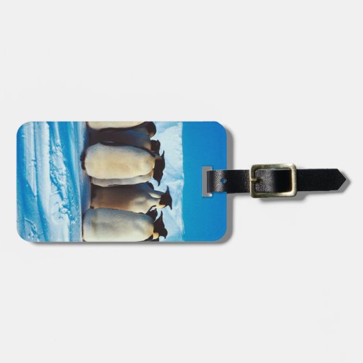 Een Waddle van Pinguïns Bagagelabel (Voorkant horizontaal)