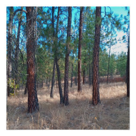 Een wandeling tussen de bomen Glossy Poster Perfect Poster