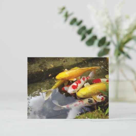Een waterweg vol Japanse koikarpers Briefkaart (Staand voorkant)