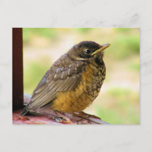 Een week oude Robin op een Perch Briefkaart