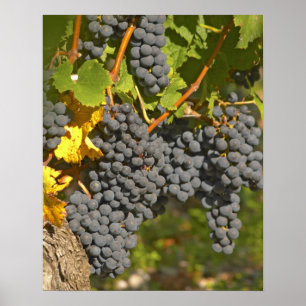 Een wijnstok met rijpe Merlot-druiventrossen - Cha Poster
