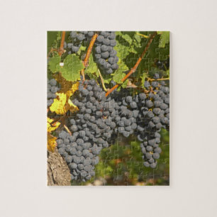 Een wijnstok met rijpe Merlot-druiventrossen - Kas Legpuzzel