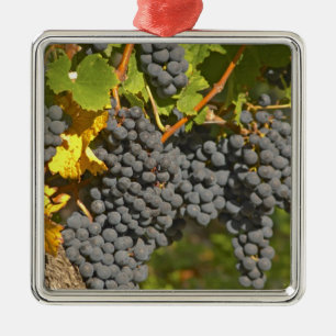 Een wijnstok met rijpe Merlot-druiventrossen - Kas Metalen Ornament